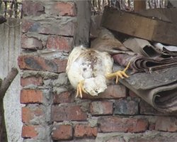 В Луганской области ветмилиция закрыла птицеферму за грубейшую антисанитарию и валяющиеся трупы