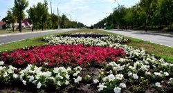 На прошлой неделе в Луганске высадили более 8 тысяч цветов