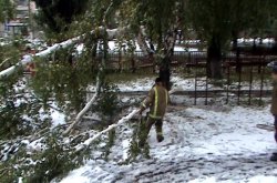 В Попаснянском районе автотрассу завалило деревьями, свалившимися под тяжестью снега