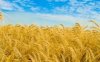 Одесские аграрии собрали потрясающий урожай