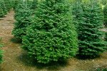 Новогодние елки в Киеве будут стоить от 60 до 800 гривен