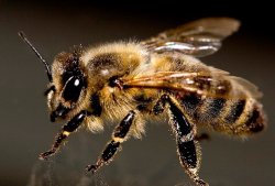 В Киеве пчела убила 53-летнюю женщину