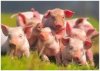 Из-за АЧС на Киевщине уничтожили 62 тысячи свиней