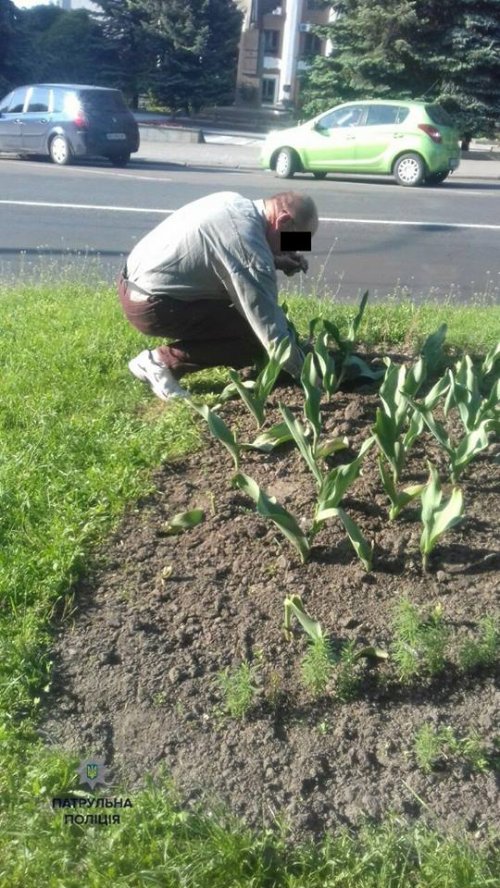 Патрульные полицейские заставили жителя Ровно обратно посадить вырванные цветы на клумбе 