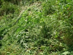 В Луганской области уничтожили марихуану стоимостью 1,5 миллиона гривень