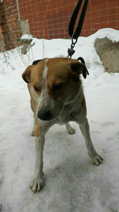 В Харькове патрульная полиция и спасатели освободили собаку из проволочной ловушки