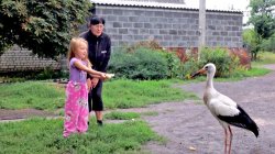 Жительница села в Донецкой области спасла и вырастила аистенка 