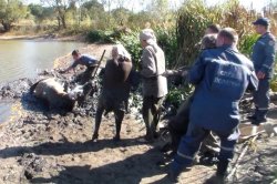 На Харьковщине спасли женщину и корову, которых засосало в болото