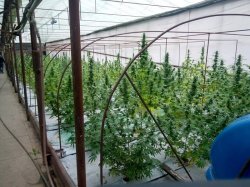 Агроном из Лисичанска вырастил конопли на 15 миллионов 
