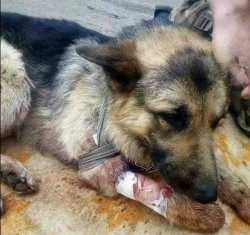 Врачи в зоне АТО спасли собаку, которая во время обстрела прикрыла собой украинских военных
