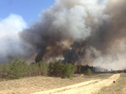 На Херсонщине выгорело уже 580 гектаров леса, лесники подозревают поджог