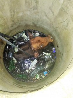 В Славянске ГСЧСники спасли теленка из канализационного люка 