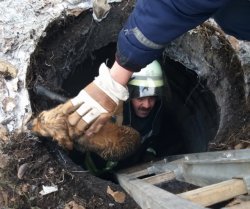 В Покровске бойцы ГСЧС спасли собаку из трехметрового колодца 