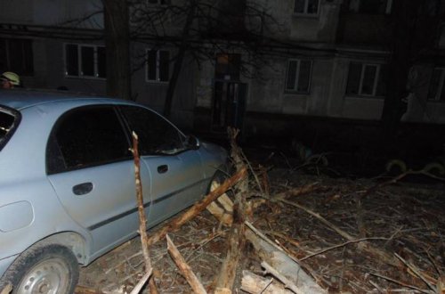 В Северодонецке вследствие урагана упало сухое дерево на легковой автомобиль