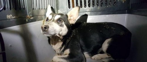 На Донетчине спасли собаку, которая 1,5 года провела в колодце теплотрассы 