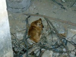 В Лисичанске спасатели достали собаку из коллектора 