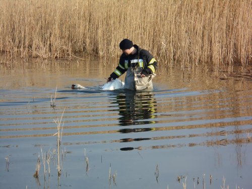 В Северодонецке ГСЧСники спасли лебедя из рыболовных снастей 