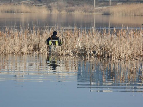 В Северодонецке ГСЧСники спасли лебедя из рыболовных снастей 