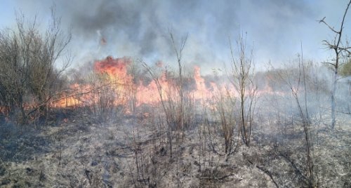 На Закарпатье в военном лесничестве произошел масштабный пожар