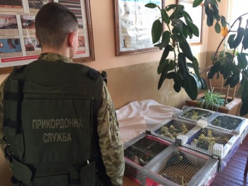 Украинец пытался пронести в Беларусь 150 попугаев