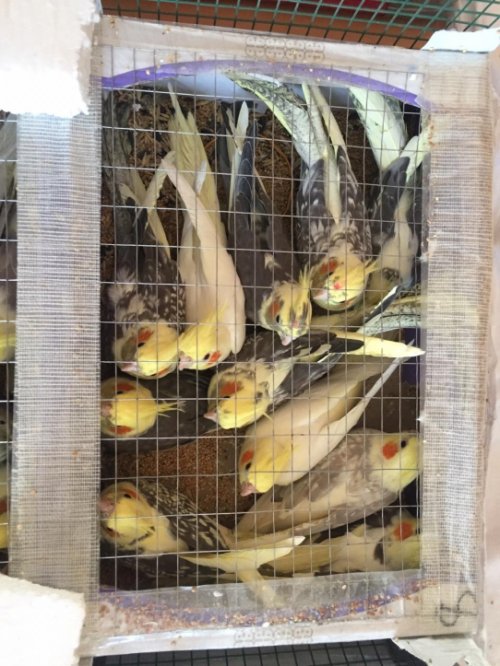 Украинец пытался пронести в Беларусь 150 попугаев