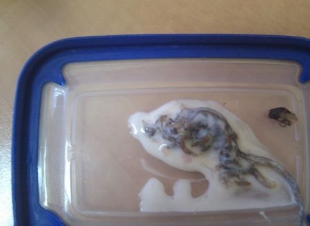 В купленном в магазине йогурте киевлянка обнаружила труп мыши