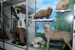 Музей ЛНУ собрал 7 000 зоологических экспонатов