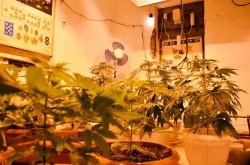 На Луганщине слесарь-ремонтник выращивал марихуану по научным методикам