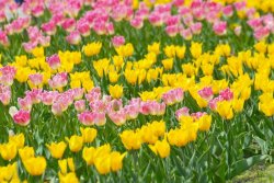 Этой весной Луганск украсили 120 тысяч голландских тюльпанов