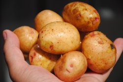 Почему мы варим украинский борщ с египетским картофелем?