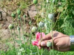 В Луганской области бывший зэк выращивал на приусадебном участке своей сожительницы 30 кустов конопли и 150 кустов мака