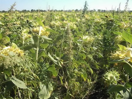 В Луганской области ликвидированы крупные плантации конопли - фоторепортаж