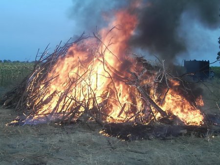 В Луганской области ликвидированы крупные плантации конопли - фоторепортаж