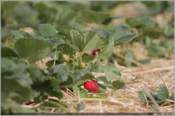 Как на Луганщине выращивают польскую клубнику (видео)