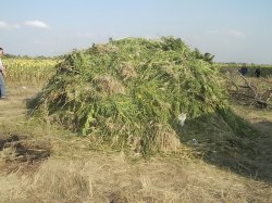 В Кременском районе ликвидировали плантацию конопли площадью около 600 гектаров