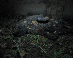В Луганской области садист заживо сжег собаку