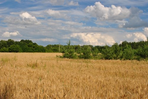 Глава Новопсковской РГА Н. Старцев: «Мир в нашем крае – заслуга армии» (ФОТО)