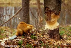 На Позняках в столице в озере поселились бобры 