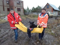 Бойцы «Азова» спасают бродячих животных (фото)