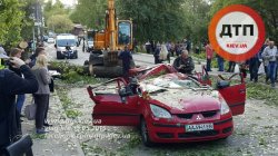 В Киеве упавшее дерево обрушило столб, который раздавил Mitsubishi Colt. Погиб ребенок
