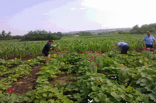 Правоохранители пресекли незаконное выращивание наркорастений в Луганской области (фото)