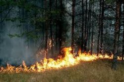 В Киеве ограничили въезд в леса и парки, объявлен 4-й класс пожарной опасности