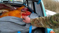«Фантом» Луганщины задержал полтонны «контрабандного» мяса на линии разграничения