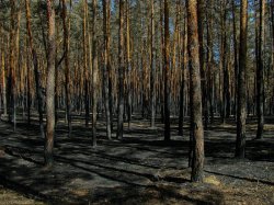 На восстановление окружающей среды в Луганской области собрали почти 97,8 млн грн эконалога 