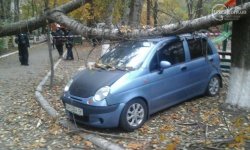 В Мариуполе рухнувшее из-за ветра дерево помяло четыре машины