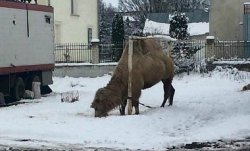 В Тернопольской области цирк из Грузии бросил верблюда посреди местного стадиона