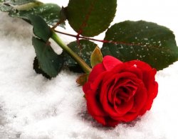 Роза на снегу, или Почему в Чехии живут лучше, чем в Украине