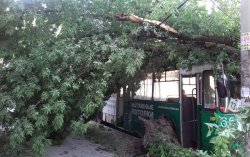 В Запорожье на троллейбус с пассажирами упало дерево 