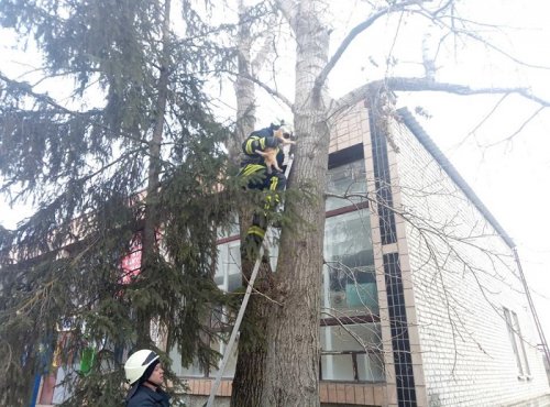 В Марковке сотрудники ГСЧС спасли кота