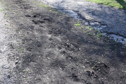 В Горском неизвестные выкопали саженцы роз в парке шахты 